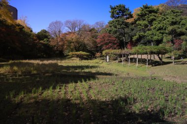 29 Kasım 2023 Koishikawa Korakuen bahçesinde manzara çekimi,