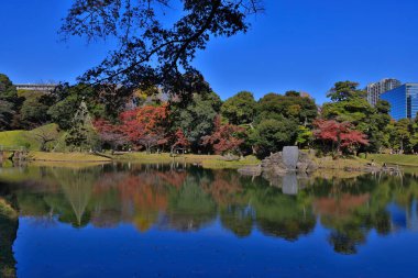 29 Kasım 2023 Japon akçaağacı sonbaharda Koishikawa Korakuen 'de ayrılıyor.