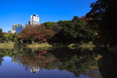 29 Kasım 2023 Japon akçaağacı sonbaharda Koishikawa Korakuen 'de ayrılıyor.