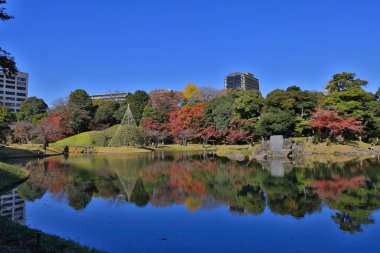 29 Kasım 2023 Japon akçaağacı sonbaharda Koishikawa Korakuen 'de ayrılıyor.