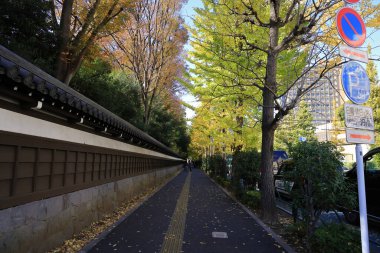 29 Kasım 2023 Yeşil yaprak dışında.