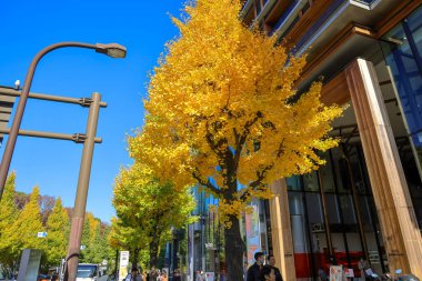 Yüksek Binalı Şehir Binası ve Yeşillik Sayısı 28 Kasım 2023