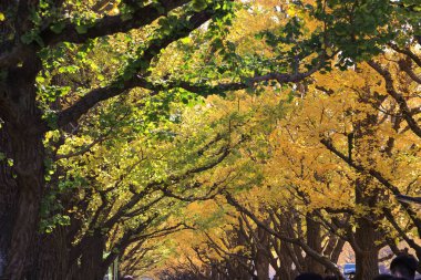 28 Kasım 2023 Sonbaharda Tokyo 'daki Meijijingu Gaien' de ginkgo ağaçları