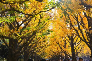 28 Kasım 2023 Sonbaharda Tokyo 'daki Meijijingu Gaien' de ginkgo ağaçları