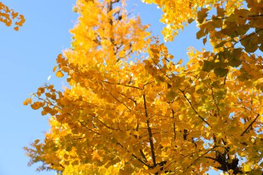 28 Kasım 2023 Sonbaharda Tokyo 'daki Meijijingu Gaien' de ginkgo ağaçları