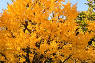 28 Kasım 2023 Sonbaharda Tokyo 'daki Meijijingu Gaien' de ginkgo ağaçları