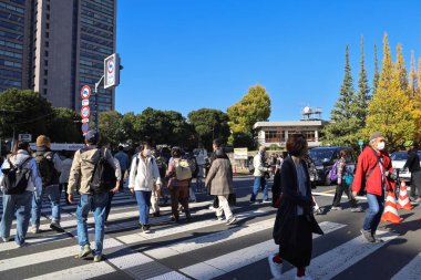 28 Kasım 2023 Icho Namiki Caddesi, Tokyo manzarası.
