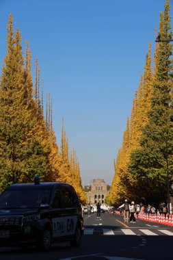 28 Kasım 2023 Ginkgo Ağaç Bulvarı 'nın iki yakası boyunca.