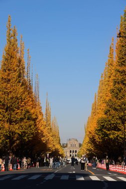 28 Kasım 2023 Ginkgo ağaçlarının sıraları öğleden sonra güneş ışığı altında parlıyor.