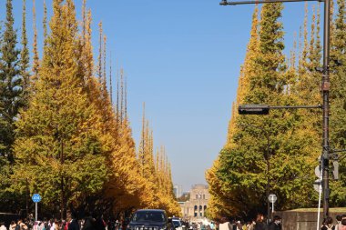 Ginkgo Ağaç Bulvarı 'nın her iki tarafında da 28 numara 2023.