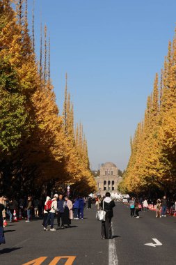 Ginkgo Ağaç Bulvarı 'nın her iki tarafında da 28 numara 2023.