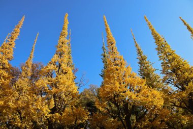 28 Kasım 2023 Sonbaharda Tokyo 'daki Meijijingu Gaien' de ginkgo ağaçları