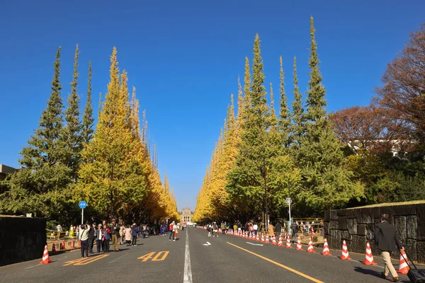 28 Kasım 2023 Jingu Gaien, Chhiyoda Ward, Tokyo 'daki ağaçlar arasında