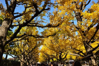 28 Kasım 2023 Sonbaharda Tokyo 'daki Meijijingu Gaien' de ginkgo ağaçları