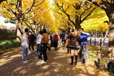 28 Kasım 2023 Bir grup insanın yürüdüğü ormanda renkli bir sonbahar yeşilliği.
