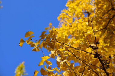 28 Kasım 2023 Güneş ışığı altında sarı sonbahar ağacı yeşilliği, doğada huzur veren açık hava güzelliği