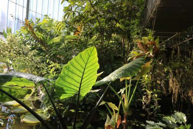 28 Kasım 2023 Tokyo 'da bir Shinjuku Gyo en green house.