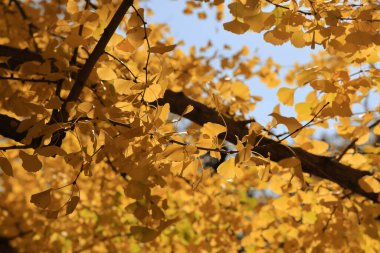 28 Kasım 2023 Sarı yapraklar sonbahar yalnızlığında orman zeminini kaplar