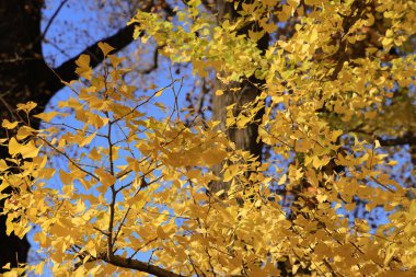 28 Kasım 2023 ginkgo yaprakları sararır ve sonbaharda düşer.