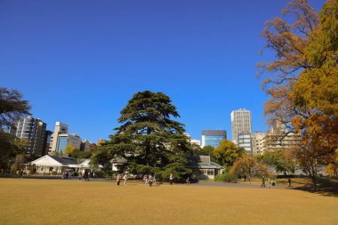 28 Kasım 2023 Mavi Gökyüzü ve Ağaçlı Boş Orman Panoramik Manzarası