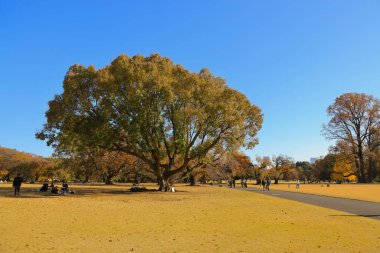 28 Kasım 2023 Mavi Gökyüzü ve Ağaçlı Boş Orman Panoramik Manzarası