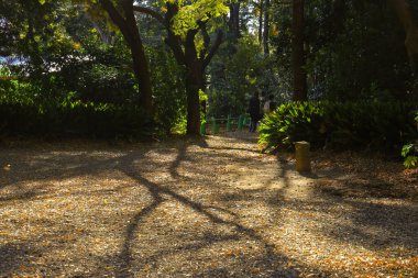 28 Kasım 2023 Ağaçların gölgesinde park yeri