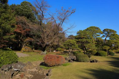 28 Kasım 2023 Mavi Gökyüzü ve Ağaçlı Boş Orman Panoramik Manzarası