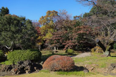 28 Kasım 2023 Tokyo 'nun en büyük ve en popüler parkları, Japonya