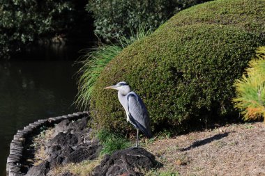 Sahilde süzülen görkemli bir kuş.