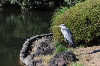 Sahilde süzülen görkemli bir kuş.
