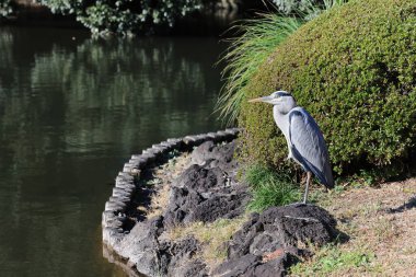 Sahilde süzülen görkemli bir kuş.