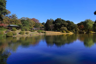 28 Kasım 2023 Güneş ışığıyla yıkanmış bir bahçede canlı bir yaprak..