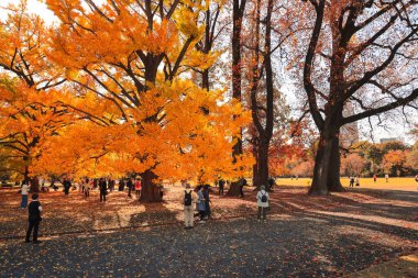 28 Kasım 2023 Shinjuku Gyoen Park 'taki Sonbahar Sahnesi,