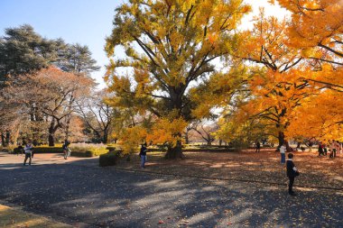28 Kasım 2023 Ormanda sonbahar yapraklarının tadını çıkaran insanlar.