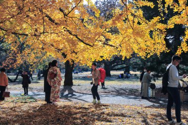 28 Kasım 2023 ginkgo yaprakları sararır ve sonbaharda düşer.