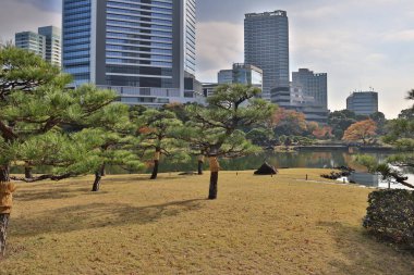 27 Kasım 2023 KyuShibarikyu Zen Bahçesi Hamamatsucho, Tokyo Japonya