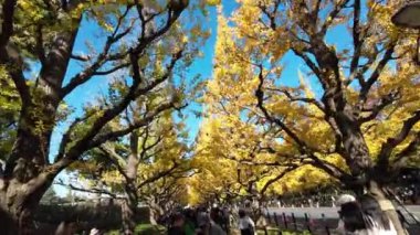 28 Kasım 2023 Sonbahar yapraklarının altında parlayan Gingko Ağacı Caddesi