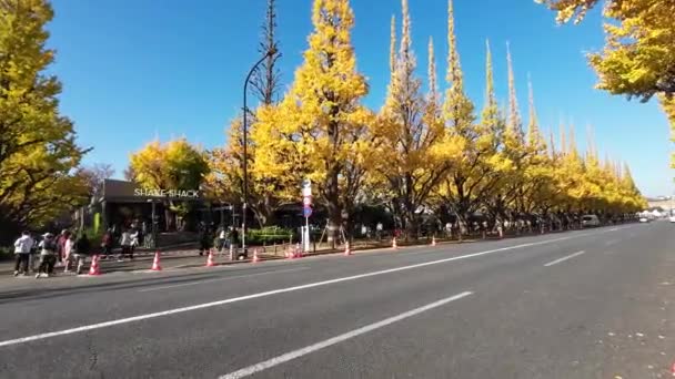 Listopad 2023 Świecące Gingko Tree Avenue Pod Rzędami Jesiennych Liści — Wideo stockowe