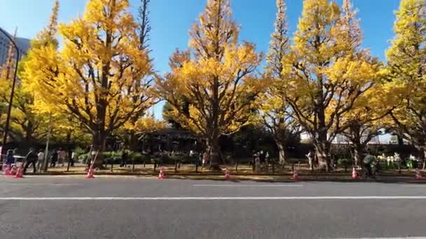 Listopad 2023 Świecące Gingko Tree Avenue Pod Rzędami Jesiennych Liści — Wideo stockowe