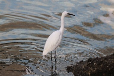 Büyük Akbalıkçıl adında muhteşem beyaz bir kuş.