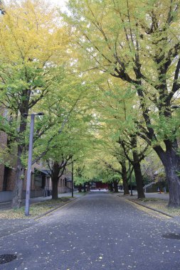 Tokyo Üniversitesi 'ndeki sarı ginkgo tüneli 26 Kasım 2023