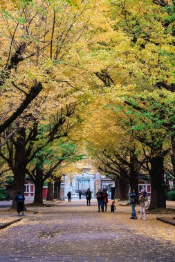 Ginkgo ağaçları, Tokyo Üniversitesi 26 Kasım 2023 sonbaharında