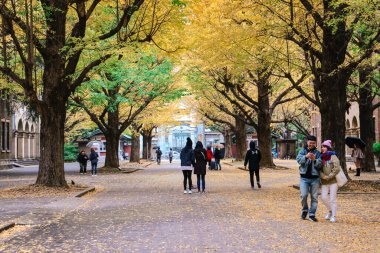 İki sıra ginkgo biloba ağacı yolu 26 Kasım 2023