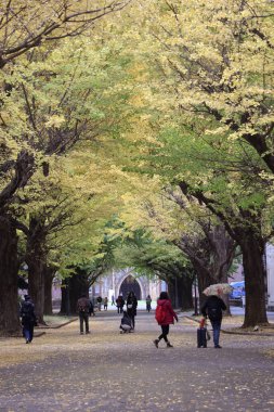 İki sıra ginkgo biloba ağacı yolu 26 Kasım 2023