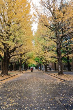 İki sıra ginkgo biloba ağacı yolu 26 Kasım 2023