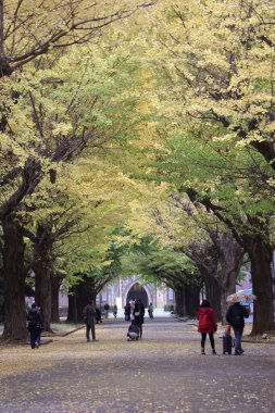 İki sıra ginkgo biloba ağacı yolu 26 Kasım 2023