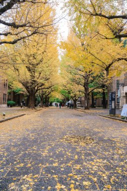 Ginkgo sarı yaprakları Tokyo Üniversitesi içinde 26 Kasım 2023
