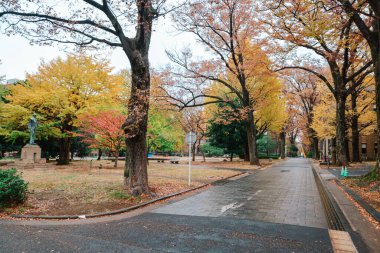 Ginkgo ağacı, büyük ve yaşlı bir dev ağaç, 26 Kasım 2023 'te kampüste.