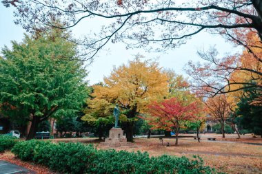 Ginkgo ağacı, büyük ve yaşlı bir dev ağaç, 26 Kasım 2023 'te kampüste.