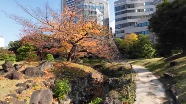 Novembro 2023 Jardim Japonês Kyushibarikyu Baía Tokyo — Vídeo de Stock
